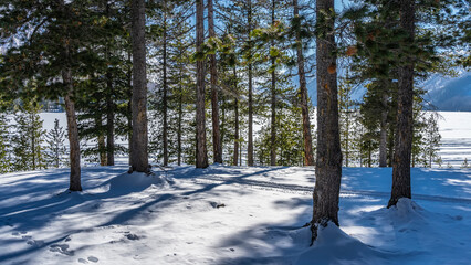 Winter coniferous forest. Trunks and branches of evergreen trees against the sky and mountains. Shadows on the snow. Altai
