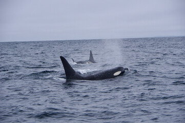Orcas in wild sea, Shiretoko in Hokkaido, Japan