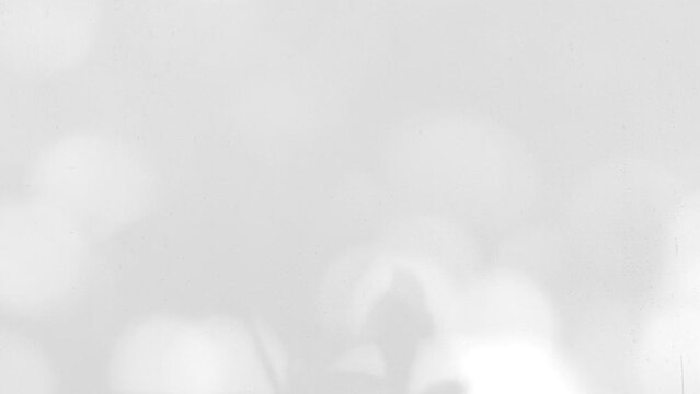 Closeup branch tree leaves silhouette shadow motion on wall, abstract background