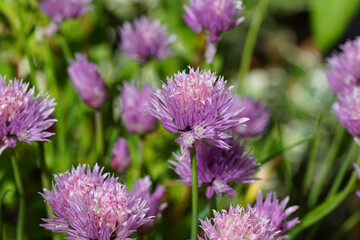 Close up purple flowers of Chives (Allium schoenoprasum), family Amaryllidaceae. Blurred flowers on the backgound. May, Spring in a Dutch garden	