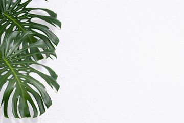 monstera deliciosa plant,  green leaves on white wall background, philodendron © chbsc