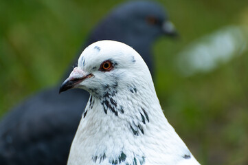 The head of a white dove with dark spots on the feathers
