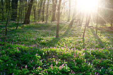Sonnenstrahlen der Morgensonne dringen durch einen Laubwald im Frühling