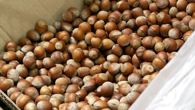 Close-up of many hazelnuts in shell and a man takes some with a special scoop