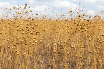 stems of ripe flax close-up as a background - obrazy, fototapety, plakaty