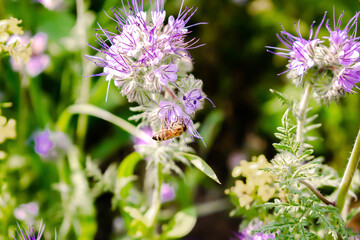 Close up of small bee bumblebee on purple blooming flower plant in meadow field. macro nature banner in summer in spring of honeybee with copy space. wildlife postcard background