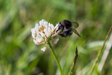 Bumblebee sucking nectar on a white clover flower in a lawn