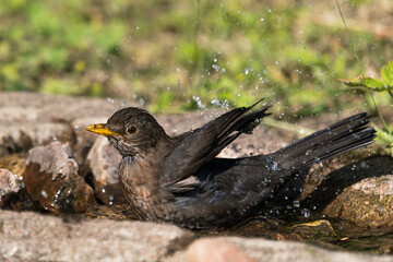 Close up side view of a common eurasian blackbird female bathing with lots droplet spray in the air