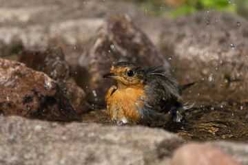 European red robin bathing in a birdbath with water droplets spraying in the air