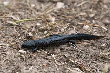 Large warty northern crested newt crawling on the ground
