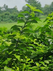 On a sunny day, a beautiful photo of nature