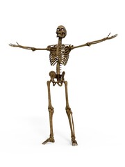 3d-illustration of an isolated glorious fantasy skeleton