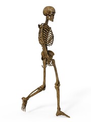 3d-illustration of an isolated fantasy skeleton