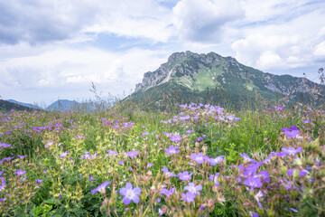 Obraz premium View on grassy mountain with purple out of focus wildflowers in the foreground, Slovakia, Europe