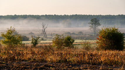 Fototapeta na wymiar Poranek z mgłami w Narwiańskim Parku Narodowym, Podlasie, Polska