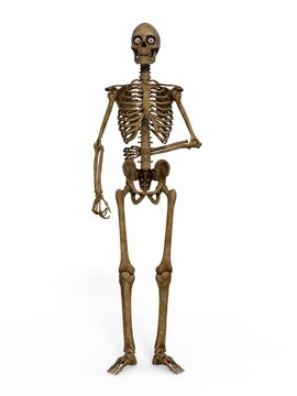 3d-illustration of an isolated fantasy skeleton as a butler