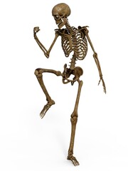 3d-illustration of an isolated fantasy skeleton says got it