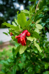 A closeup shot of organically grown red Pomegranate plant red flowers starting to bear fruit in an Indian garden.