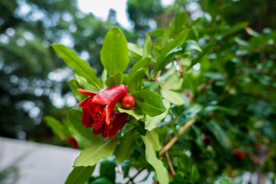 A closeup shot of organically grown red Pomegranate plant red flowers starting to bear fruit in an Indian garden.