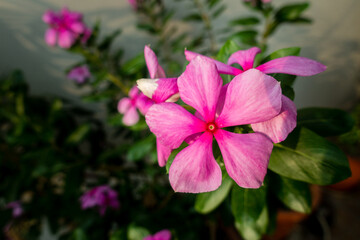 Madagascar Periwinkle, Catharanthus roseus, commonly known as bright eyes, is a species of flowering plant in the family Apocynaceae. Indian Garden