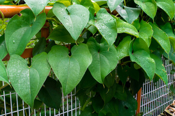 A closeup shot of Dioscorea batatas, Igname de Chine leaves and vine. Horticultural climbing plants...