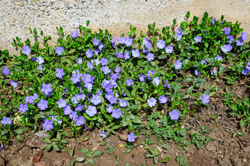 Close up of many small blue flowers of periwinkle or myrtle herb, Vinca minor, in a sunny spring garden, beautiful outdoor floral background photographed with soft focus.