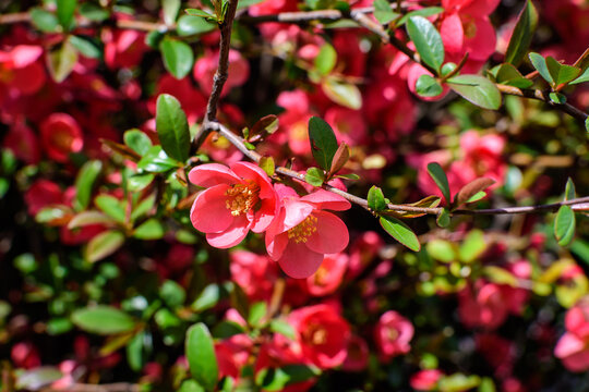 Close up delicate red flowers of Chaenomeles japonica shrub, commonly known as Japanese quince or Maule's quince in a sunny spring garden, beautiful Japanese blossoms floral background, sakura.