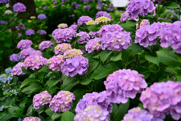 紫陽花