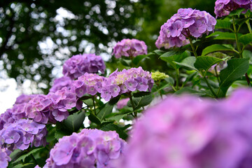 紫陽花