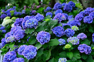 紫陽花