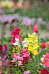Fototapeta premium Red Snapdragon flowers blooming. Soft colors in background.