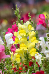 Yellow Snapdragon flowers blooming. Soft colors in background.