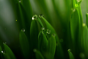 Green grass with dew drops on the tops of the blades of grass.