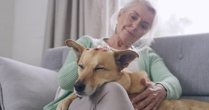 Happy senior woman petting her mix breed dog sitting on sofa at home. Happy content retired elderly woman bonding and touching her domestic animal in her living room at home. Mans best friend