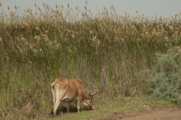 Zebu Bos primigenius indicus grazing. Oiseaux du Djoudj National Park. Saint-Louis. Senegal.