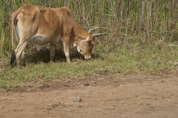 Zebu Bos primigenius indicus grazing and white wagtail Motacilla alba in the foreground. Oiseaux du Djoudj National Park. Saint-Louis. Senegal.