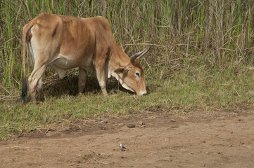 Zebu Bos primigenius indicus grazing and white wagtail Motacilla alba in the foreground. Oiseaux du Djoudj National Park. Saint-Louis. Senegal.