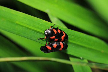 cercopis vulnerata insect macro photo