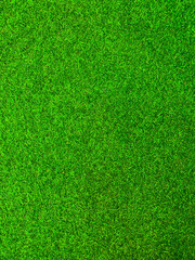 Green grass texture background grass garden  concept used for making green background football...