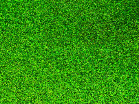 Green grass texture background grass garden concept used for making green background football pitch, Grass Golf, green lawn pattern textured background. © Sittipol 