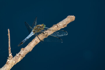 Dragonfly waits in the reeds