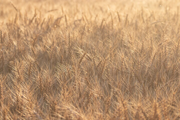 .収穫時期を迎えた褐色の小麦畑の美しい背景