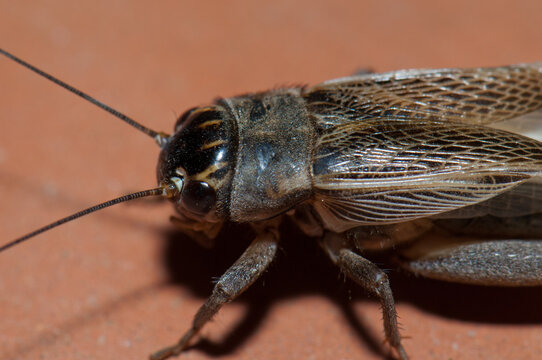 Close-up of a house cricket Acheta domesticus. Djoudj. Saint-Louis. Senegal.