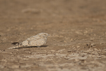 Egyptian nightjar Caprimulgus aegyptius saharae. Oiseaux du Djoudj National Park. Saint-Louis. Senegal.
