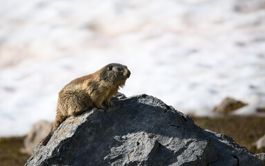 Marmot enjoys the warm spring sun after a long hibernation