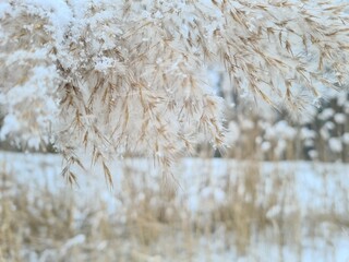 snow covered trees