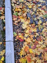 autumn leaves in the park