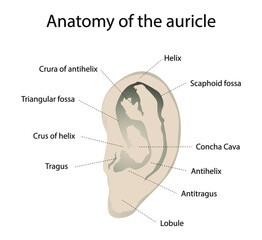 Fototapeta premium illustration of biology and medical, Anatomy of the auricle, The auricle is the part of the ear, Ear Anatomy, Structure of auricle