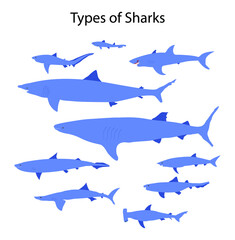 illustration of biology and aquatic animals, Types of sharks, Sharks have a range of adaptations that make them perfectly suited to their environment