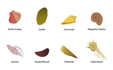 illustration of biology and animals, different types of shell, The shell is part of the body of the animal,  © Watthana Tirahimonch